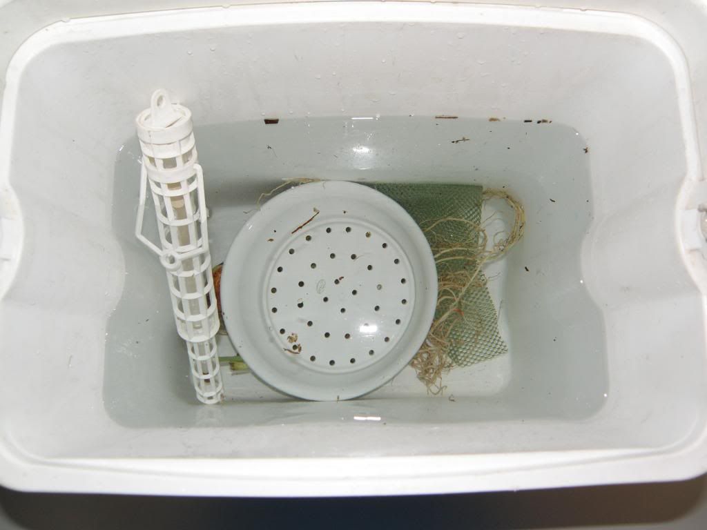 photo HippeastrumHotWaterTreament2.jpg